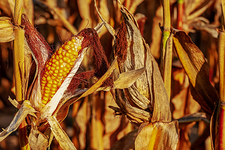 Corn on cob in field