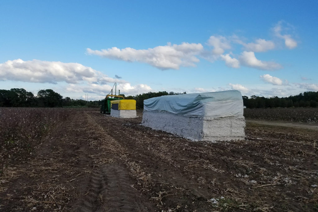 cotton modules