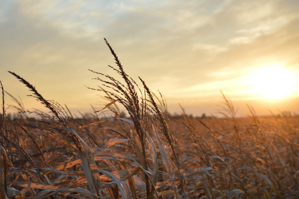 Wheat field at sunset