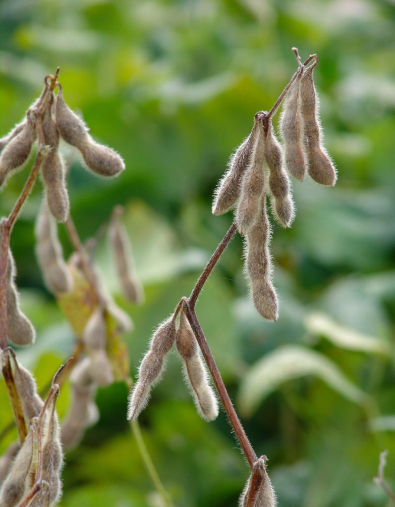 Soybean pods