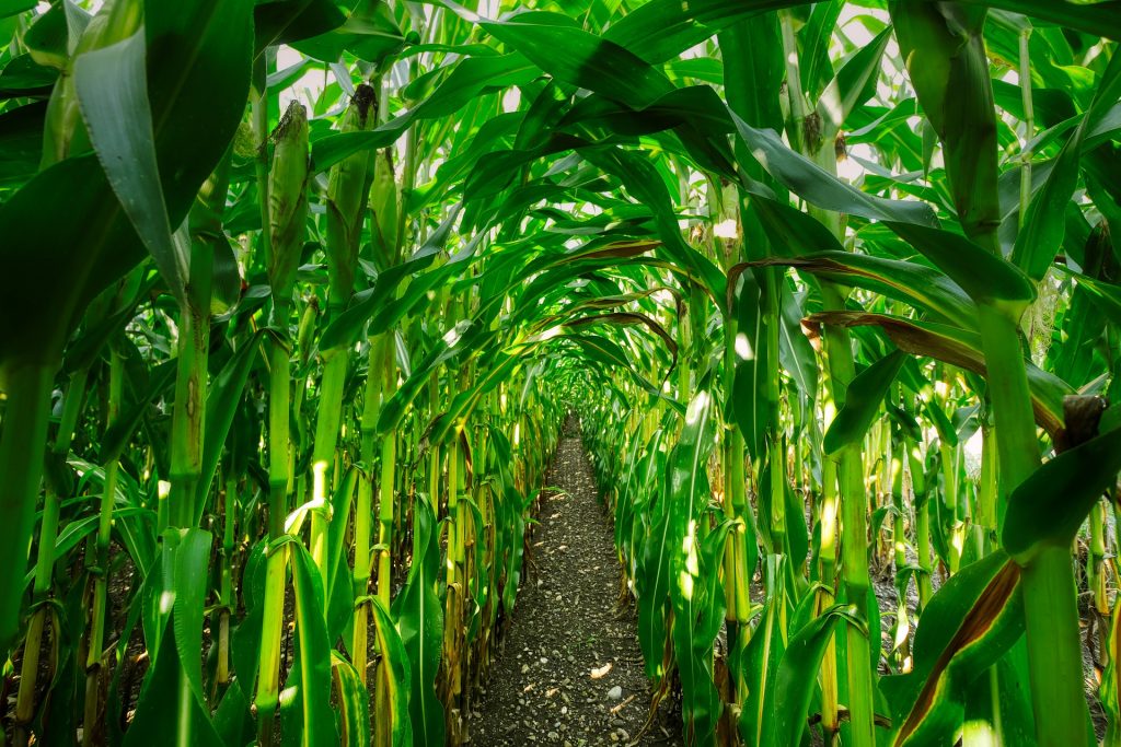 photo of green corn plants taken from underneath the canopy