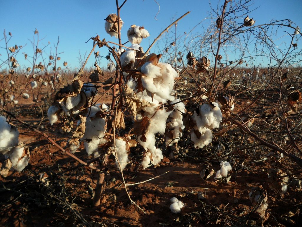 cotton plants in a field